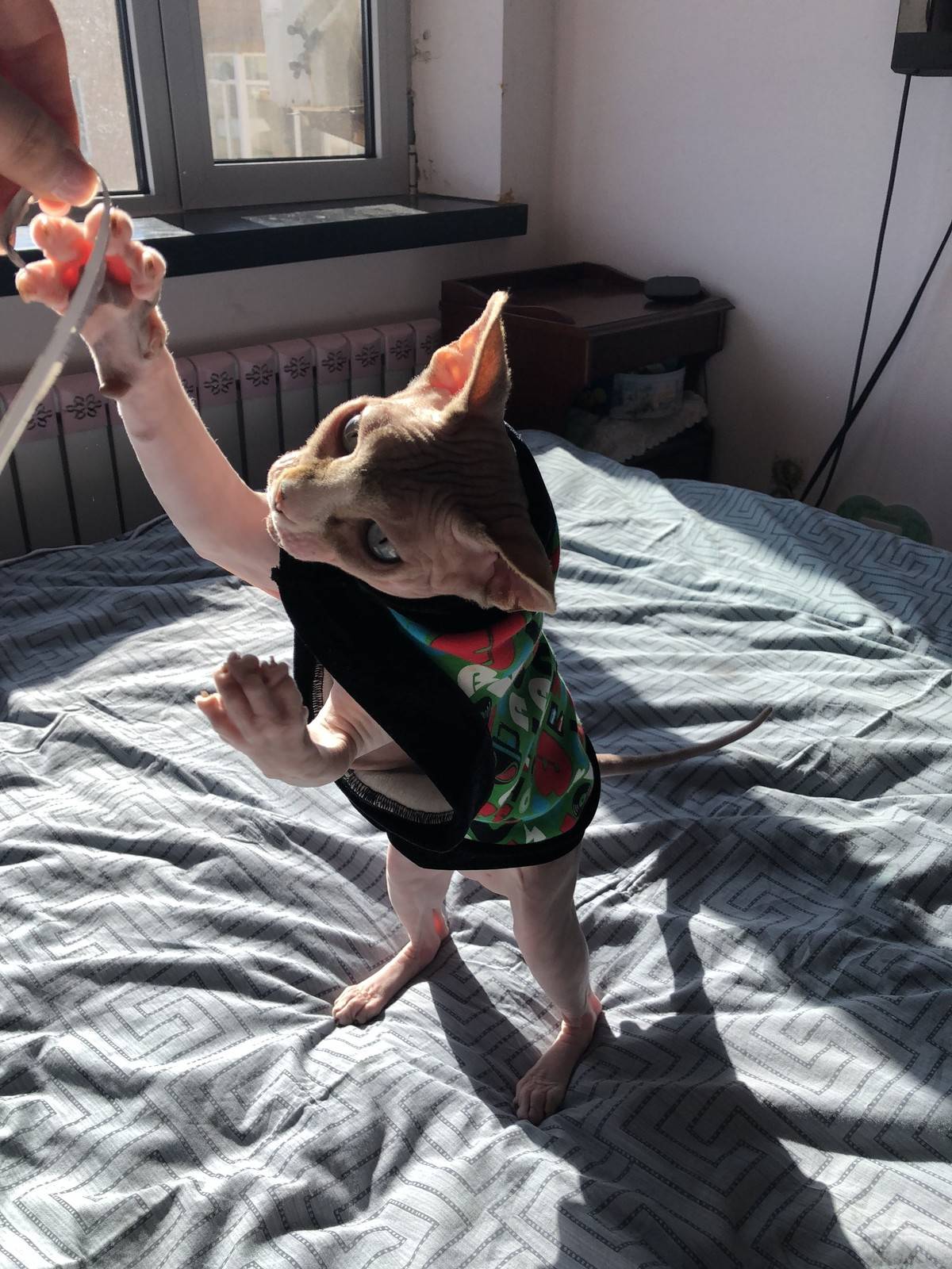 无毛猫,逗你玩儿……