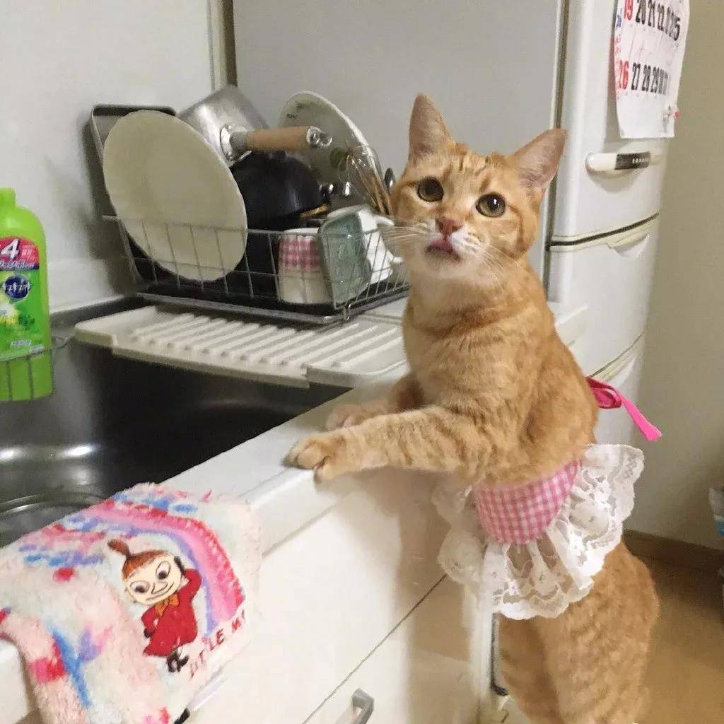 洒家新请的猫咪小保姆,了解一下