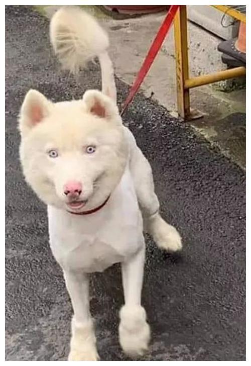 送二哈去宠物店洗澡,再去接时却掉色了:这是用“84”洗的吧?