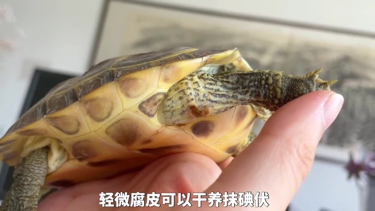 乌龟腐皮腐甲原因，及处理方法！