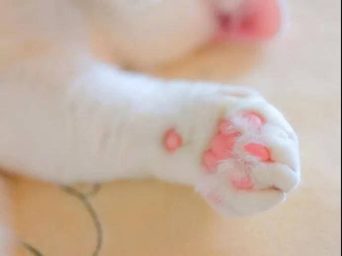 从来没有见过这么诱惑的猫脚,下一秒就想吃掉....小猫的肉垫肉肉的萌萌的,一般人都会有忍不住想摸的冲动,但是,这可不是什么人都可以摸的。