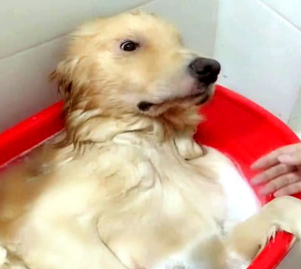金毛洗澡出现异常聪明，主人把它头转过之后，见到眼下这幕却笑坏掉