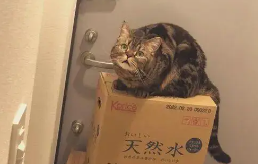 奴才在它面前吃“猫零食”,淡定喵秒发挥表情包实力:“偶买噶”