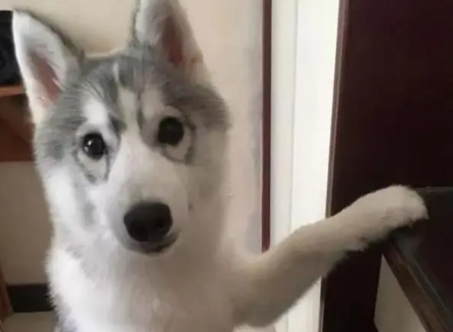 哈士奇想吃宠主的零食,跑过去撒娇抱大腿,见没搭理它立马就翻脸