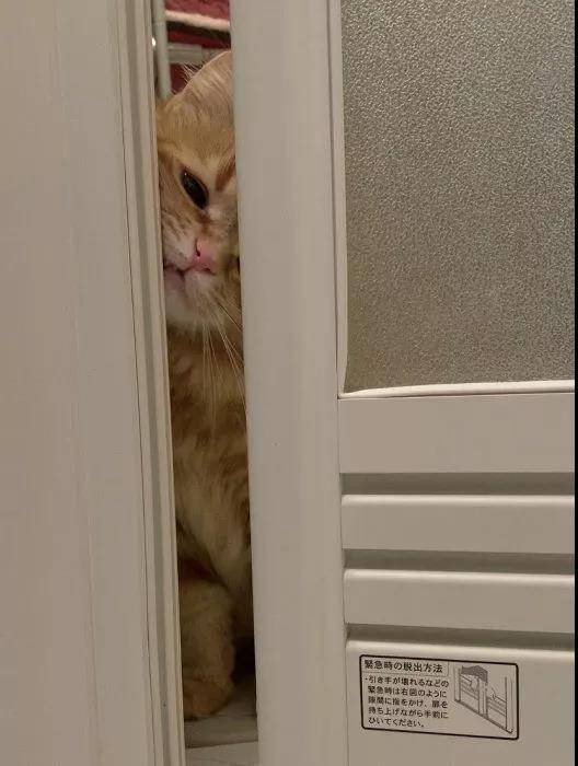 这么可爱的猫咪调皮捣蛋算什么,卖个萌就好了!