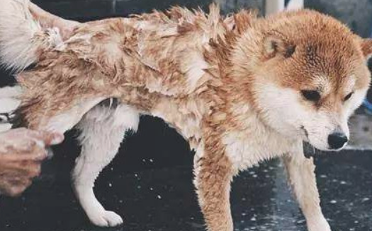柴犬洗澡没忘记耍帅,谁抢镜头跟谁急,这一幕把人都逗翻了!