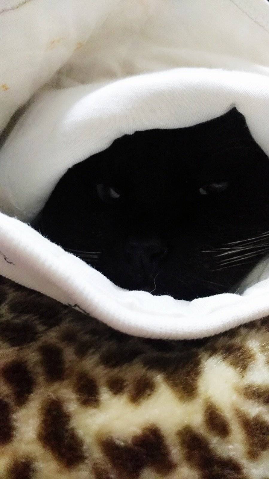 五年入梦去,终成曲中人