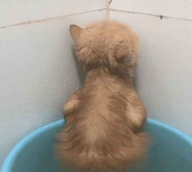 女子给猫咪洗澡,中途出去接了个电话,再回来一看顿时心虚了