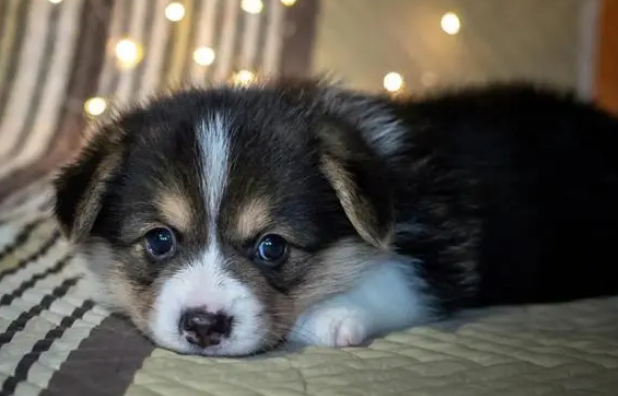 宠物沐浴露的种类有哪些?来这里看看吧