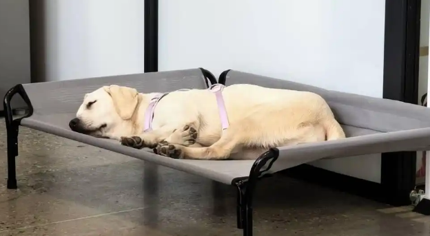 实现“撸猫撸狗自由”!宁波一公司允许员工带宠物上班