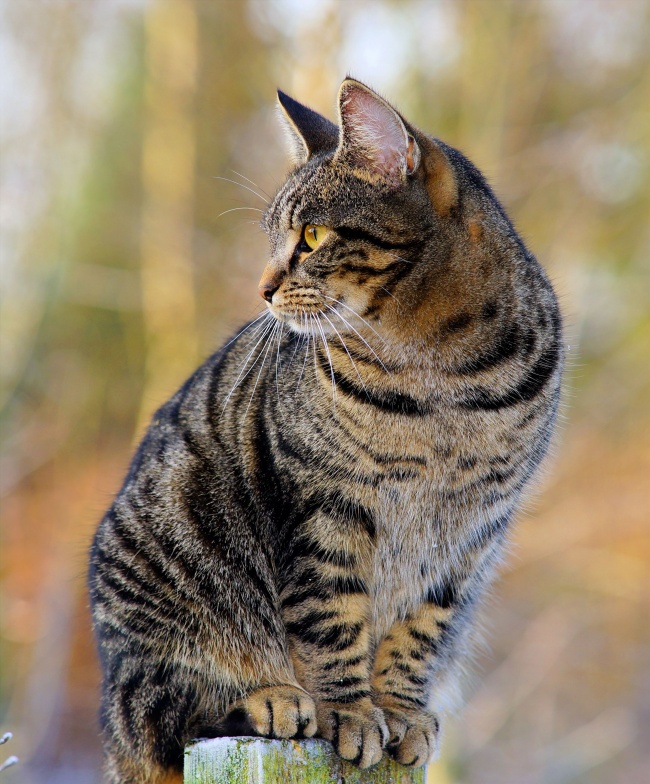 小猫侧身图片