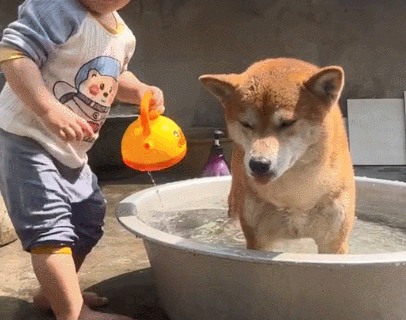 狗女儿给柴犬洗澡时,女子瞥了眼狗狗后笑抽