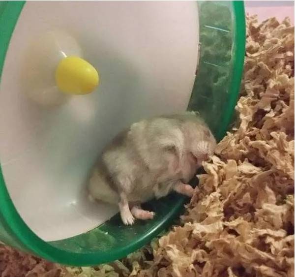 仓鼠跑累了直接睡！小日子美滋滋啊