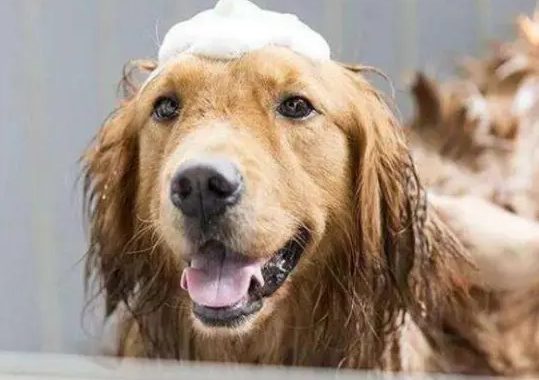 一文带你搞懂宠物沐浴露的正确使用方法