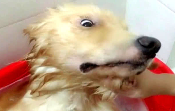 金毛洗澡出现异常聪明，主人把它头转过之后，见到眼下这幕却笑坏掉