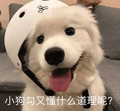 狗狗总是放臭屁是怎么回事？可能是肠胃出问题了！