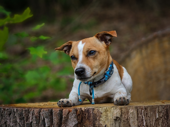 杰克罗素梗犬图片