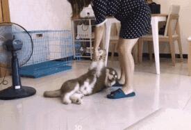 小阿拉斯加不想洗澡,直接放躺耍赖,主人可不会给它这个机会