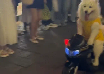 萨摩耶骑电动玩具车被围观。网友:难怪教练说自动挡狗都会开