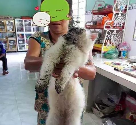 阿姨抱着暹罗猫来洗澡, 看着猫咪身上的脏东西, 给100也不洗