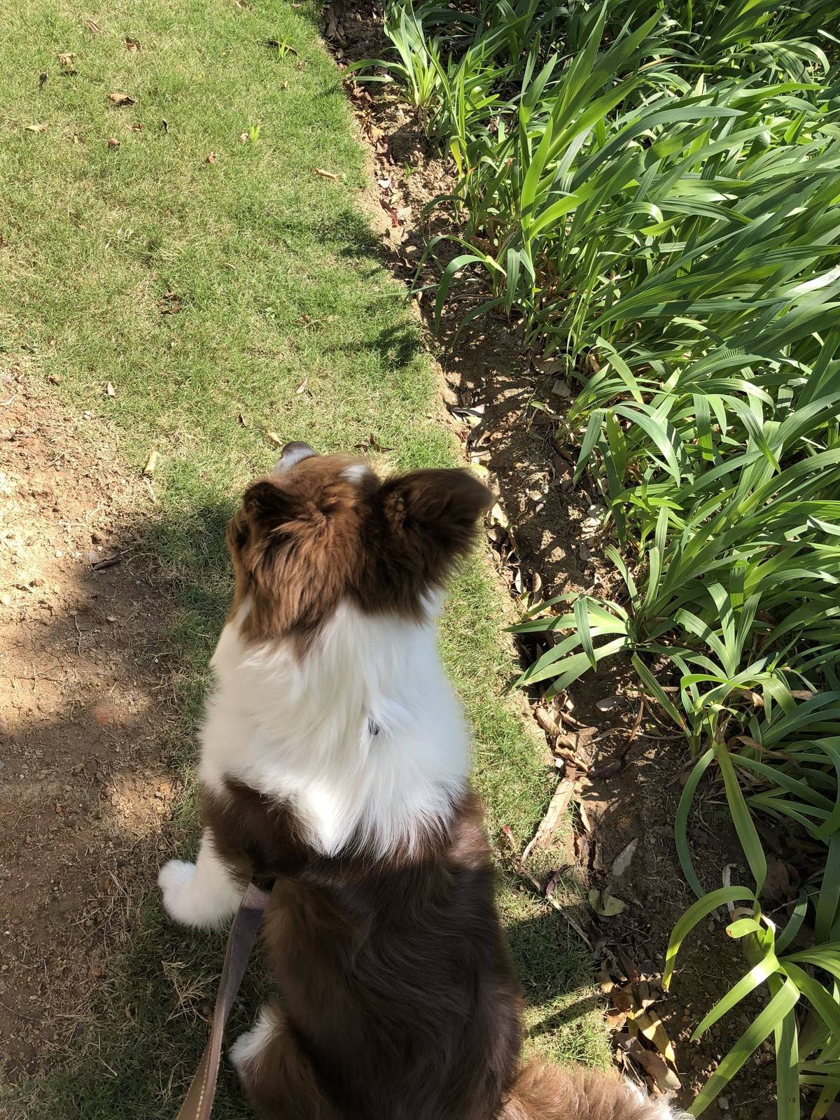 边境牧羊犬(Border Collie)原产于苏格兰边境