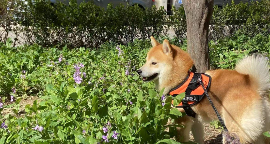 宠物经济引领消费新潮流产业市场背后的创新与温度