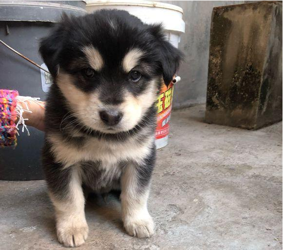 小奶狗出現在垃圾桶旁,洗洗澡后,小家伙长相立刻提高一个级别