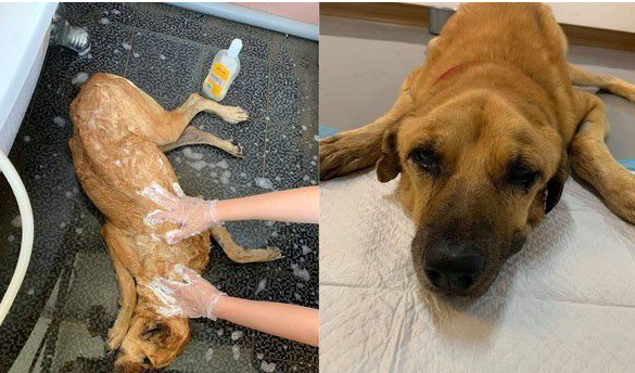年迈浪犬被收编 狗生第一次洗澡无奈也是最后一次