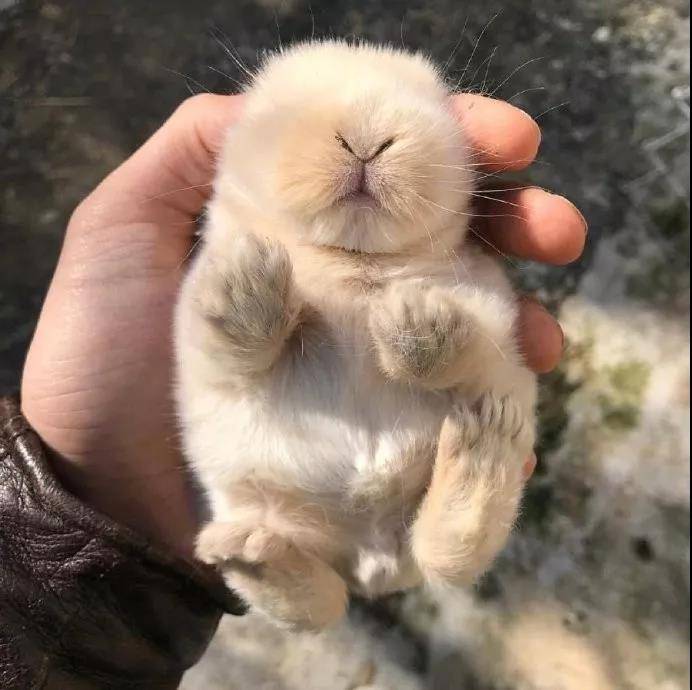 小奶兔，太阔爱啦~