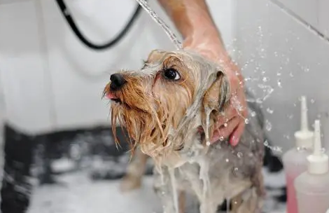 狗狗沐浴露有哪些种类?沐浴露类型汇总