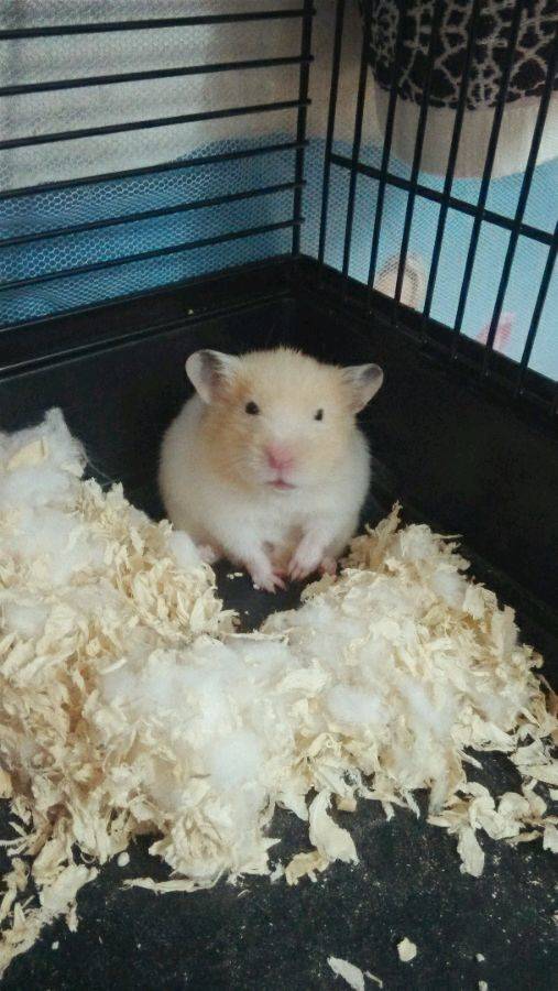 金丝熊生活日记