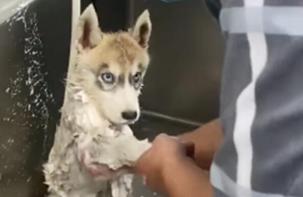 二哈去宠物店洗澡时,却一直盯着工作人员:你这是啥眼神啊?