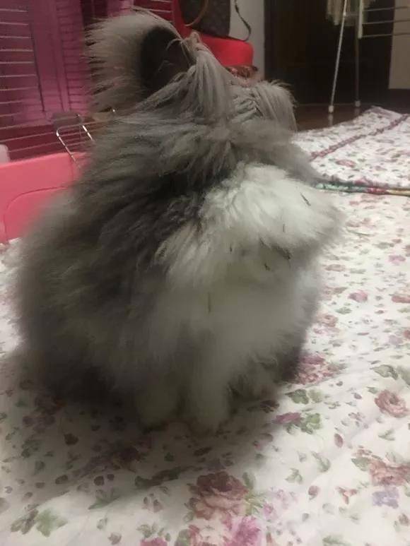 香葱小可爱又半夜陪我看球真热闹开心