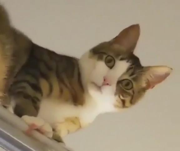 主人洗澡时感觉有人偷看,抬头一看,瞬间笑喷!猫:我是在保护你