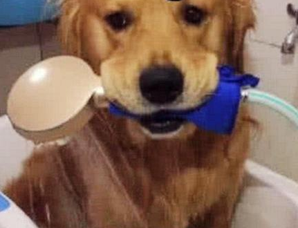 女子给金毛洗澡,结果它叼着淋浴自己洗,10分钟后一看,笑晕了