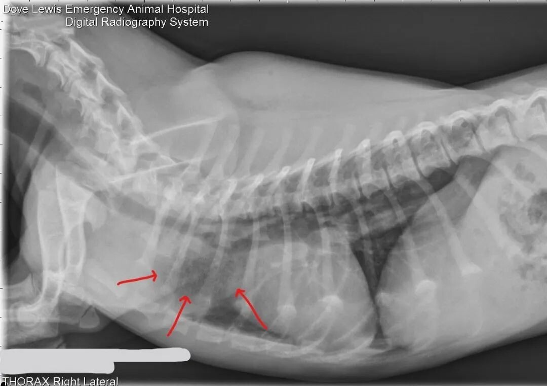 腊肠犬病例分析:诊断血管环畸形的关键步骤