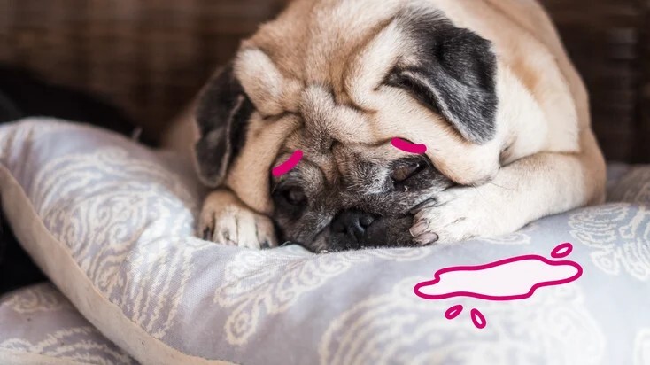 控制狗狗尿失禁：为什么您的狗狗会漏尿？