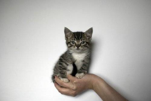 喵星人唯美图片