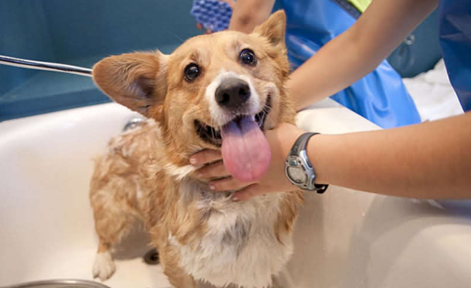 宠物沐浴露到底该怎么选?这4点为你解惑!