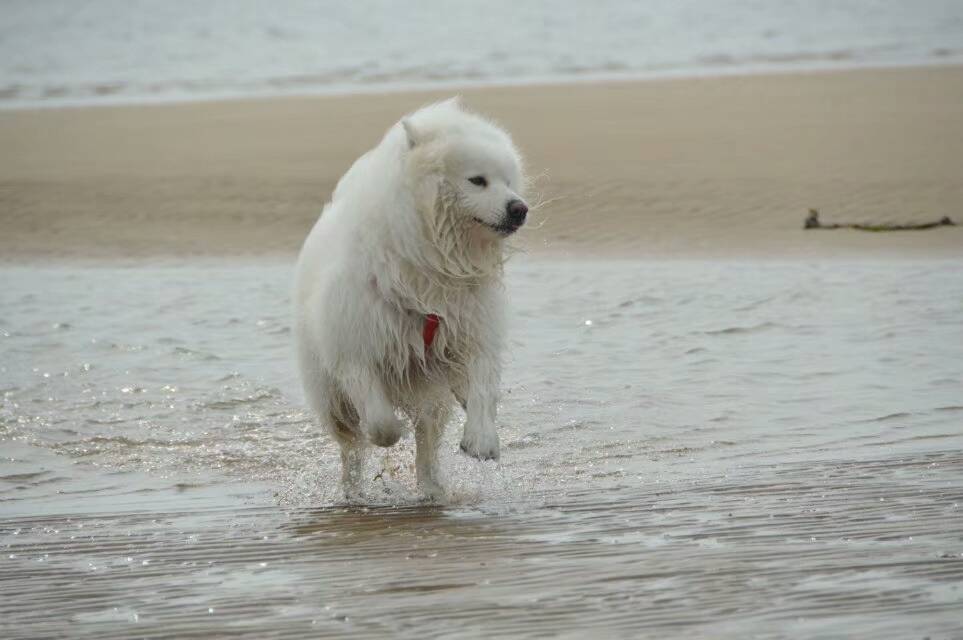 萨摩耶水中的千姿百态