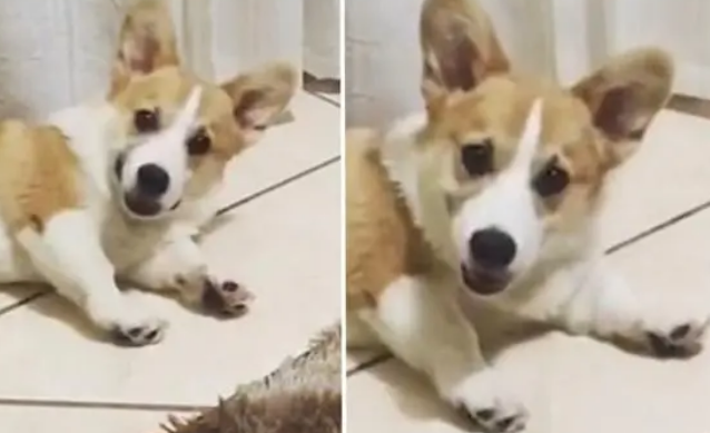 小吃货柯基听到零食袋撕开声音立马清醒