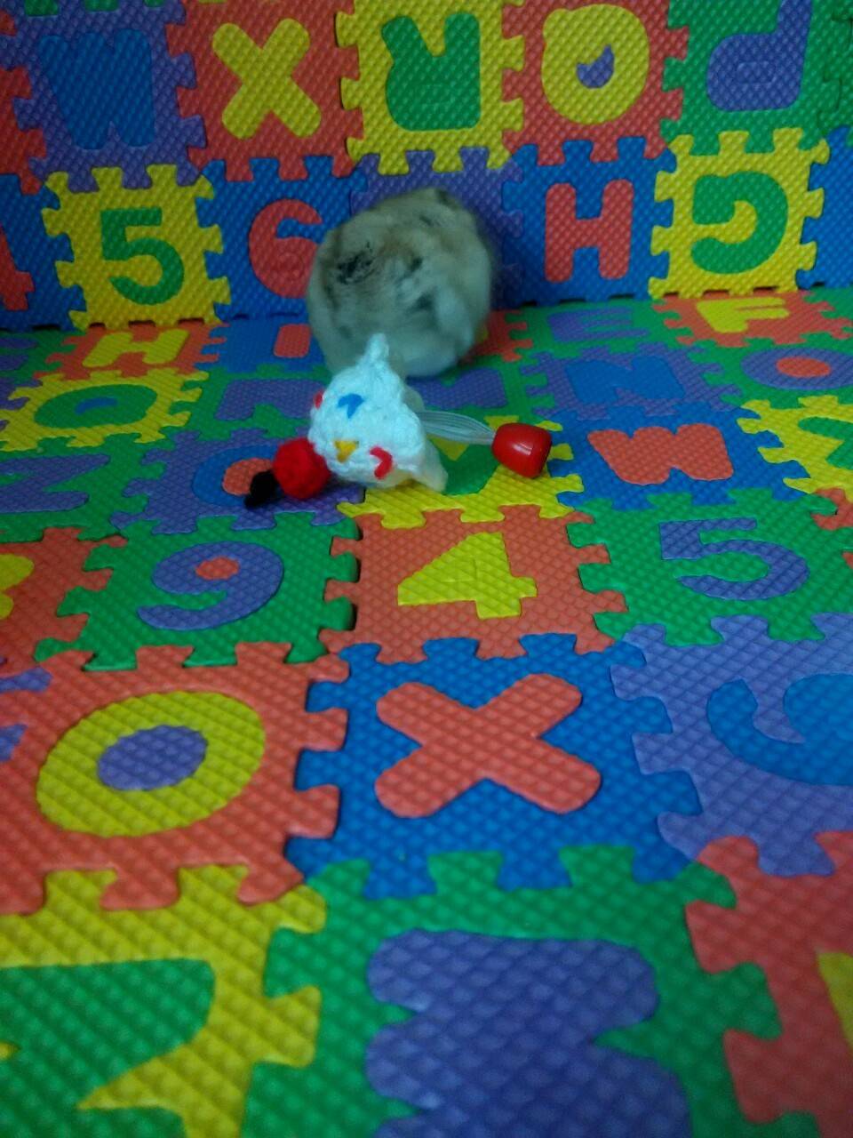 生日都过完了,生日帽子才到货,不过,它戴上也挺可爱的