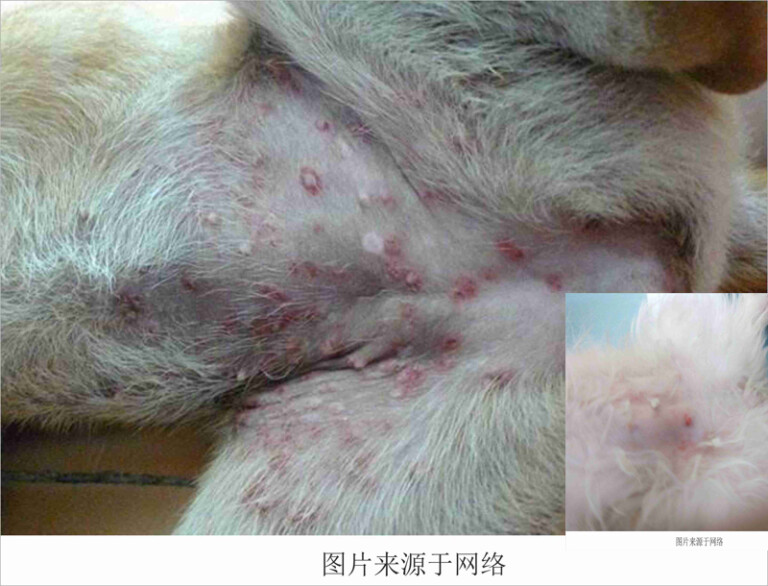 狗狗常见的皮肤病及治疗方法（含狗狗常见皮肤病图片）