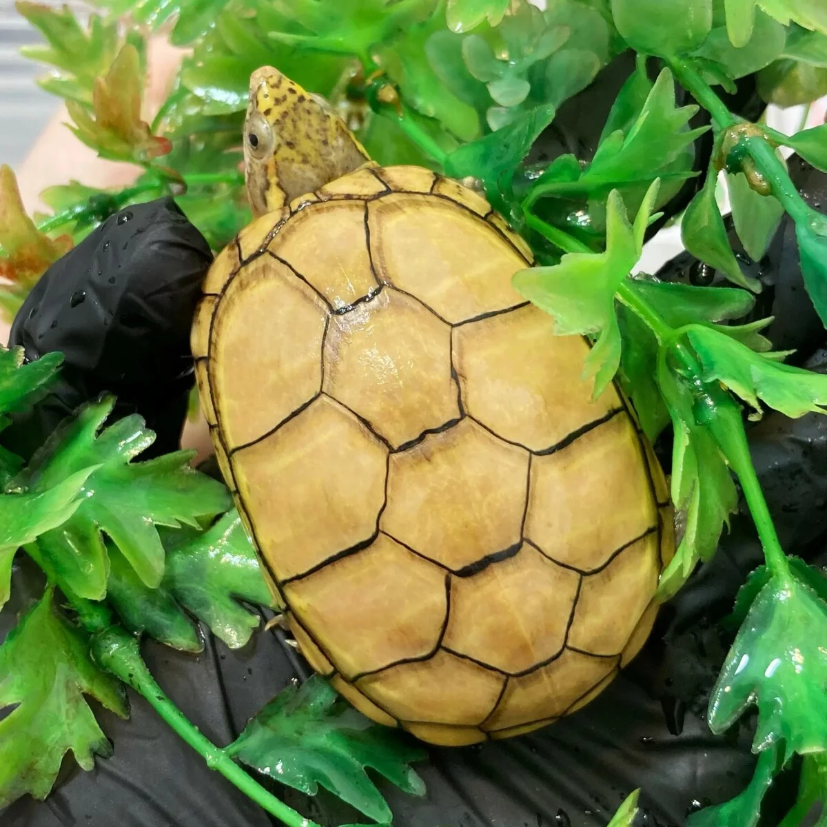 龟龟肠胃炎，成因怎么预防以及治疗方法！