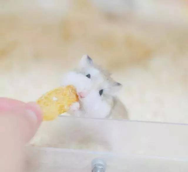吃东西也要卖个萌,颜即正义