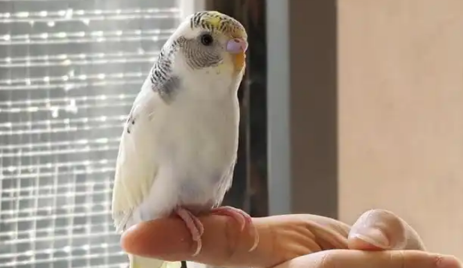 萌宠消费新纪元 情感经济驱动三千亿市场