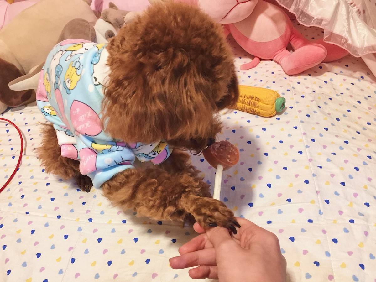 爸爸单位过年发的小狗玩偶好可爱 和旺财有几分相似 今天莫名的心情不好 那些积极心态不知道哪里去了 今年的考试还是擦边 真的开始挫败和怀疑了 真希望可以像旺财那么无忧无虑 生活就是你努力跨过一道关然后还有下一道等着你 奥特曼打小怪兽 总要担心 害怕