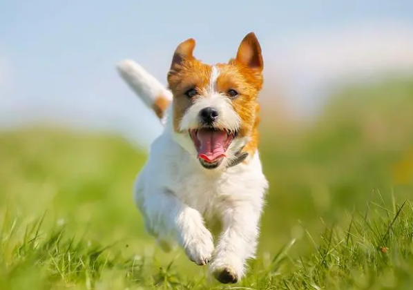 狗狗不喜欢人的沐浴露?你不知道的原因在这