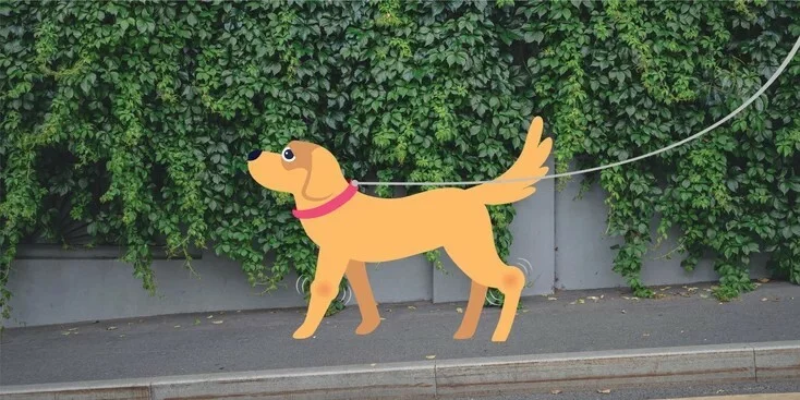 狗狗关节炎：病因、症状和治疗方法