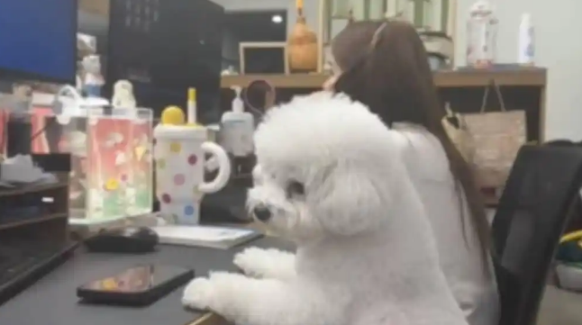 实现“撸猫撸狗自由”!宁波一公司允许员工带宠物上班